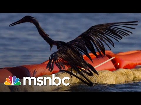 BP Oil Spill 5 Years Later: Wildlife Still Suffering | msnbc