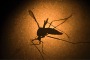 Zika virus has been linked to a surge of microcephaly.