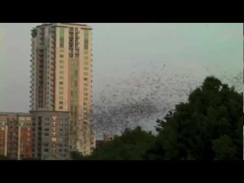 2 MILLION BATS Austin Texas