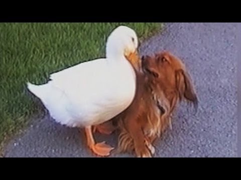 Funny Animal Video Clips Fail Compilation 2014