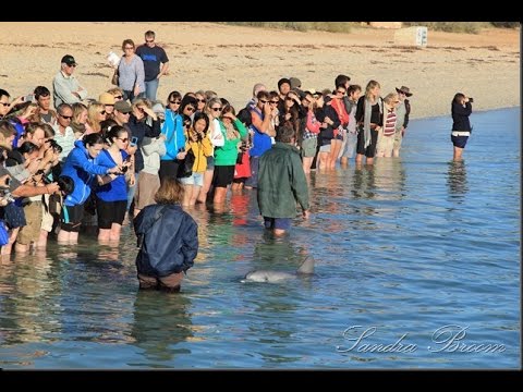 Carnarvon, Western Australia (HD)