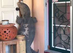 gaint lizard tries to enter home in Thailand