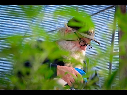 Life of a cannabis farmer