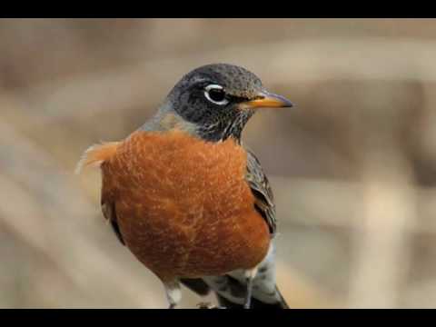 American Robin