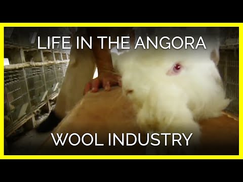 One Life in the Angora Wool Industry