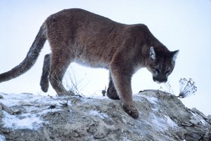 File - A Mountain Lion (Cougar) climbing down rock, Yellowstone National Park.