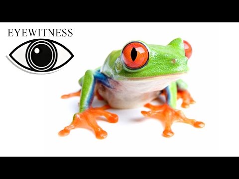 EYEWITNESS | Amphibian