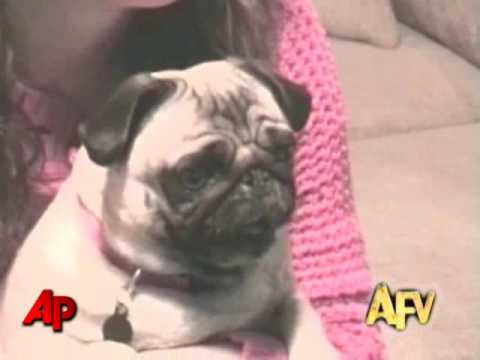 "America's Funniest Home Videos" Animal Clips