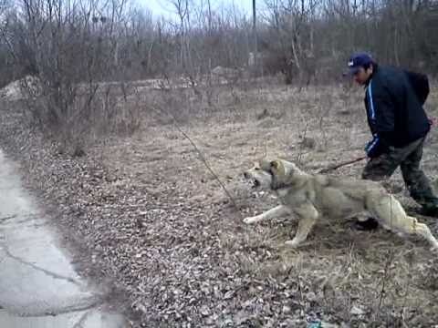 Central Asian Shepherd Dog Courage Test