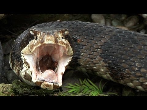 Cottonmouth vs Rattlesnake 01 - Cottonmouth eats Rattlesnake