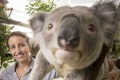 Ms Schultz has dedicated her time to making sure south-east Queensland koala's genetic diversity continues.