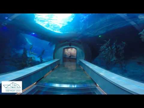 Detroit Zoo | Polk Penguin Conservation Center - Go Pro Tour