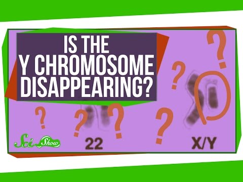 Is the Y Chromosome Disappearing?