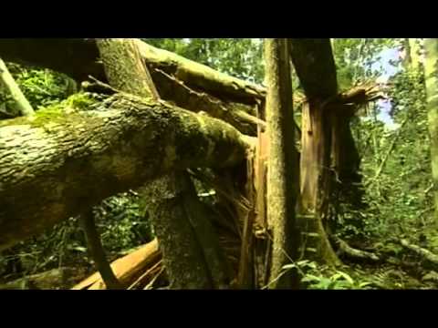 Documental  Selva tropical, el secreto de la vida