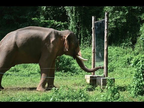 Mirror Self-Recognition in Asian Elephants!