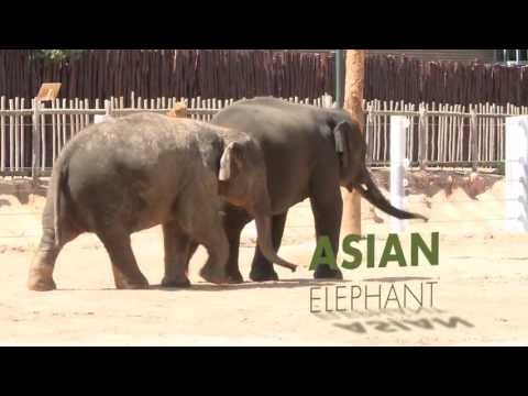 All About Asian Elephants!