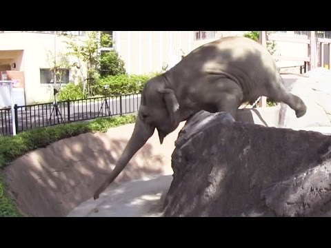 Asian elephants use trunks like leaf blowers