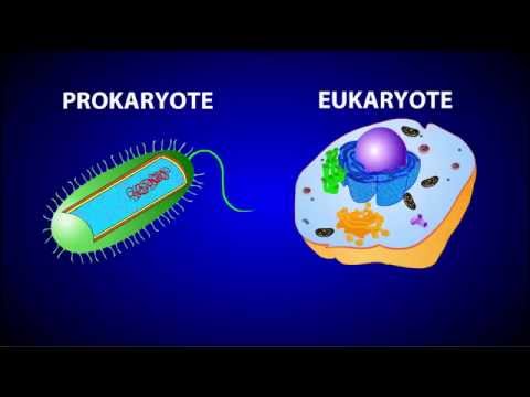 Prokaryotic Vs. Eukaryotic Cells