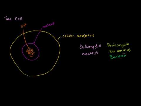 Nuclei, membranes, ribosomes, eukaryotes and prokaryotes