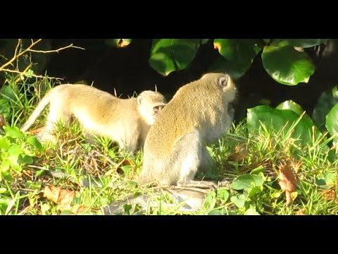 Monkeys in the Bushes on the Beach in Cabinda