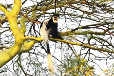 Equatorial Guinea