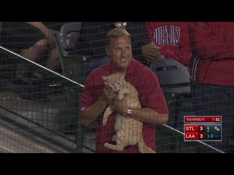 Cat gets loose on the field at Angel Stadium