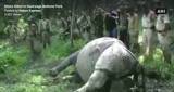 Rhino Killed In Kaziranga National Park