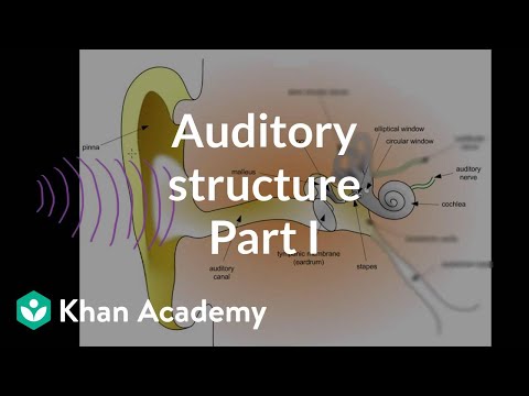 Auditory Structure Part 1