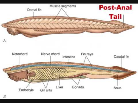 Chordate Evolution (1/2)