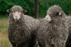 Sheep in the rain.
