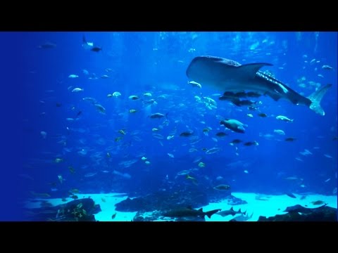 6 HOURS Relaxing Aquarium - Ocean Voyager Aquarium I  (HD)