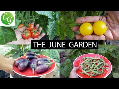 The California Garden In June - Tomatoes, Grapes & More! - in 4K