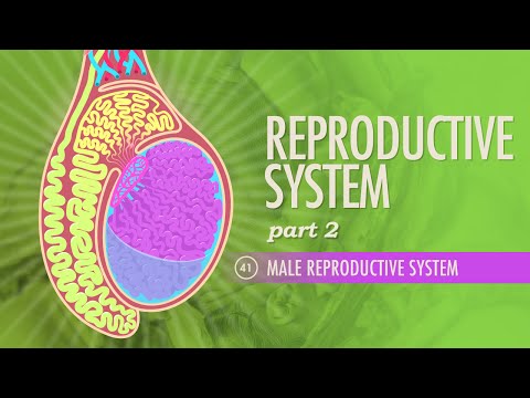 Reproductive System, part 2 - Male Reproductive System: Crash Course A&P 41