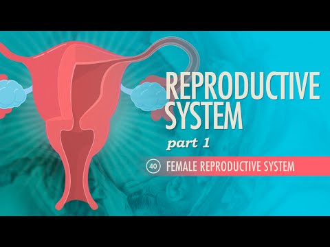 Reproductive System, part 1 - Female Reproductive System: Crash Course A&P #40