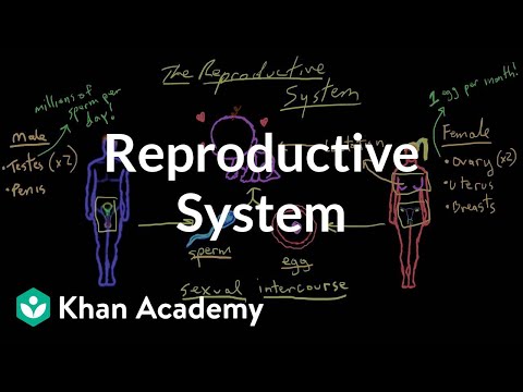 Welcome to reproductive system