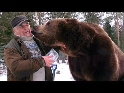 Bear Man Of Finland Has An Unbreakable Bond With Brown Bears