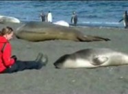 How to Cuddle with an Elephant Seal