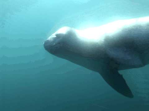 Leopard Seals - Antarctica 2008/09