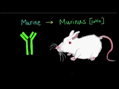 Introduction to Monoclonal Antibody