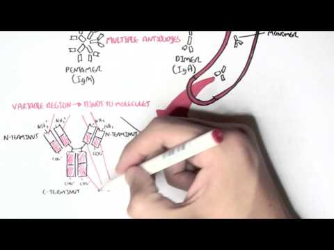 Immunology  - Introduction to Antibodies