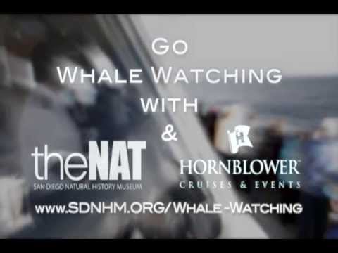 Whale Watching with Hornblower and the Whalers