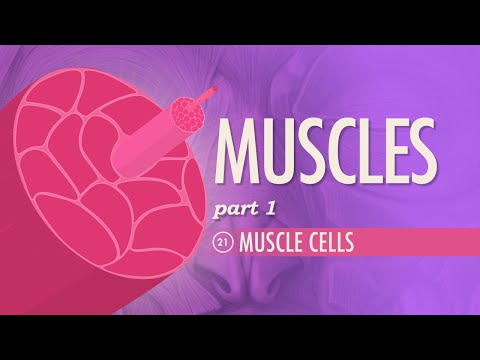 Muscles, part 1 - Muscle Cells: Crash Course A&P #21