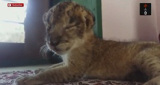 Watch Abandoned Lion Cub Cuddle To A Teddy