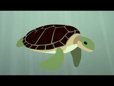 The Survival of the Sea Turtle