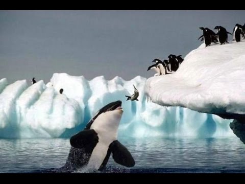 Habitat of the Orca Killer Whales & Sea Creatures [Nature Wildlife Documentary Full HD]