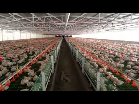 Rey Du Poultry Farm at Pililia Rizal Philippines