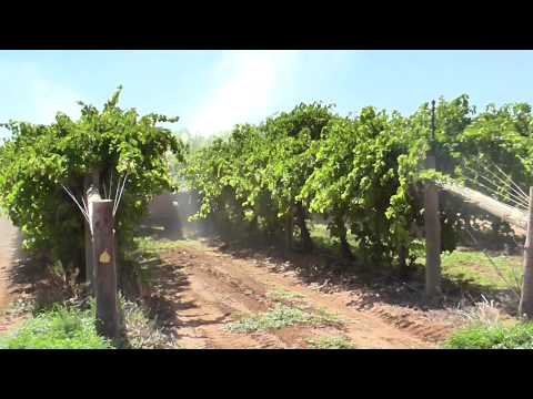 Improving the colour of table grapes