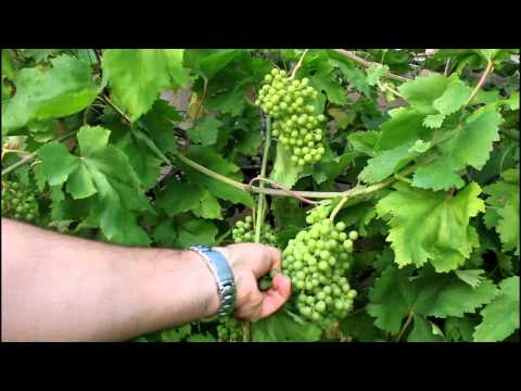 How to Grow Backyard Grapes