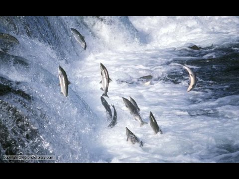 National geographic - Salmon Documentary  - BBC wildlife animal documentary