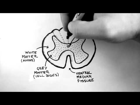 Spinal Pathways 1 - Spinal Cord Anatomy and Organisation